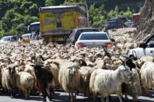 Schafe und Ziegen haben ganz einfach den Military Highway lahmgelegt
