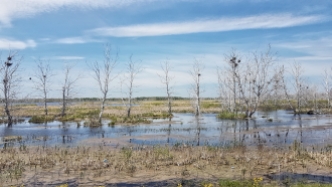Sumpf und noch mehr Sumpf, perfekte Brutstätte für Mosquitos